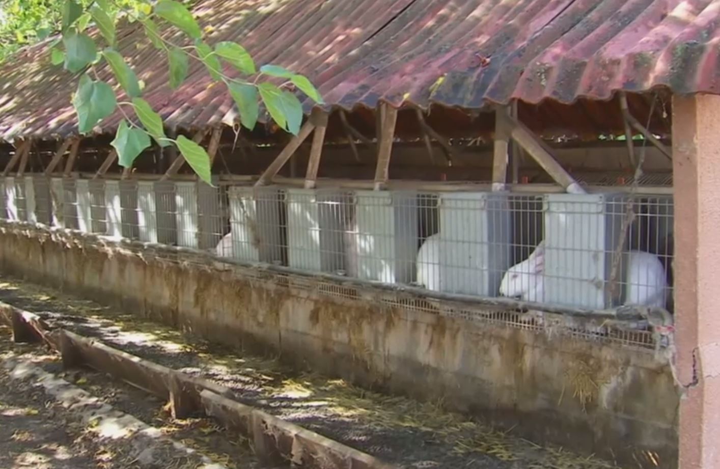 Rabbits at Gurb farm raided by animal rights group